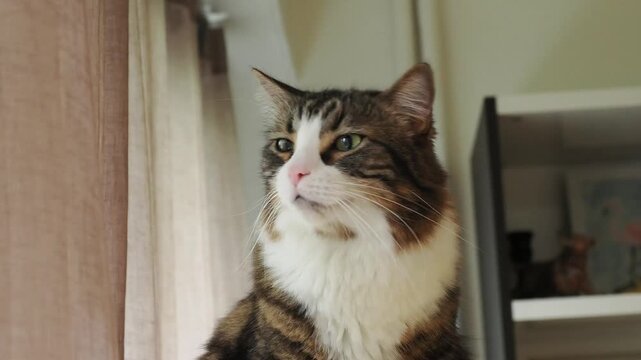 Chat domestique tigr&eacute; et blanc en int&eacute;rieur, portraits et sc&egrave;nes de vie avec regard expressif et comportement naturel
