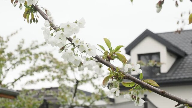 Branche de cerisier en fleurs blanches au printemps avec maison floue en arri&egrave;re-plan, ambiance douce et naturelle