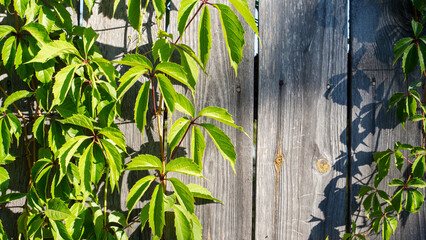 Obraz premium Lush green leaves climb weathered wooden planks