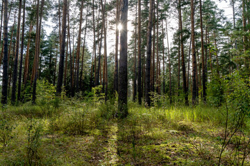 Fototapeta premium Sunlight filters through tall pine trees
