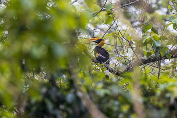Great hornbill (Buceros bicornis), Male, at Manas National Park, Assam, India © Dipankar'Photography