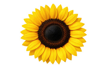 Fototapeta premium Vibrant yellow sunflower head isolated on white background, blooming summer flower with dark seed center, floral botanical element for design