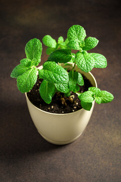 Mint in pot