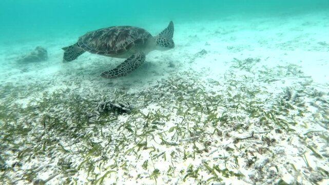 The green sea turtle (Chelonia mydas) with cleane fish is greazing on seagrass. Green sea turtles have a variety of parasites including barnacles, leeches, protozoans, cestodes, and nematodes.