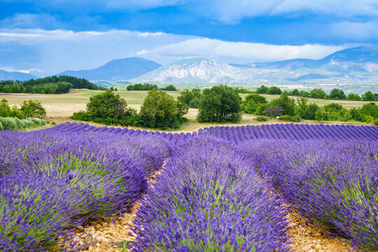 Provence landscape with lavender fields in bloom. Plateau Valensole, Alpes de Haute in France.