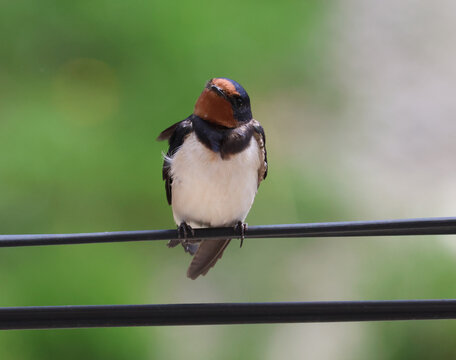 Barn swallow perched on a wire against a blurred green background in spring.