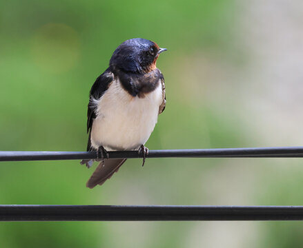 Barn swallow perched on a wire against a blurred green background in spring.