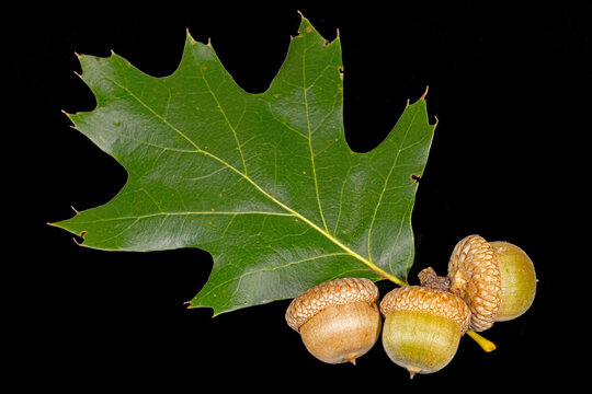 Red Oak Leaf and Acorns, Quercus rubra, on blck.