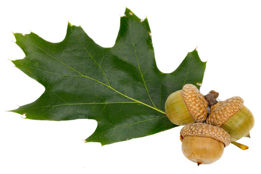 Red Oak leaf and acorns, Quercus rubra, on white