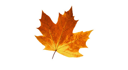 Fototapeta premium yellow maple leaf