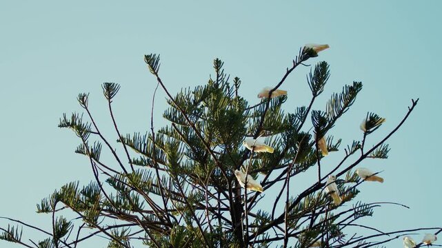White corellas sit on branches of a green tree while bright sunlight shines in the clear sky above them