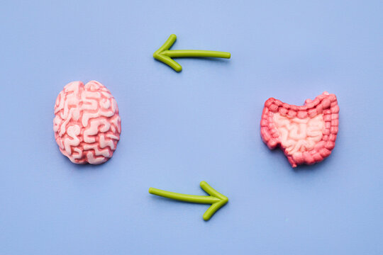 Brain and gut communicating through the gut-brain axis