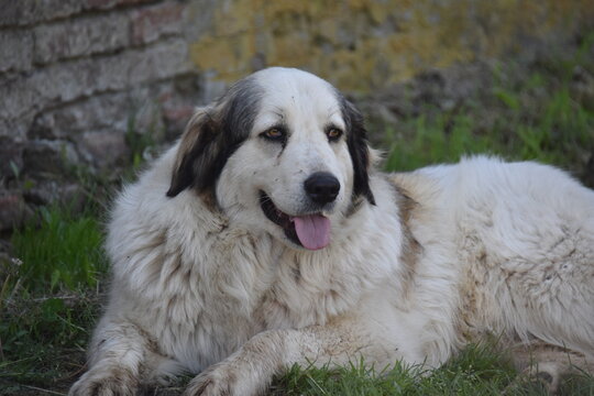 portrait of a dog