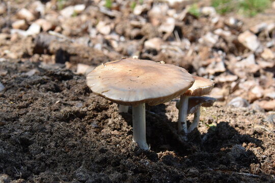 mushroom in the woods
