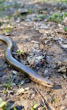 Slow worm in nature (Anguis fragilis)