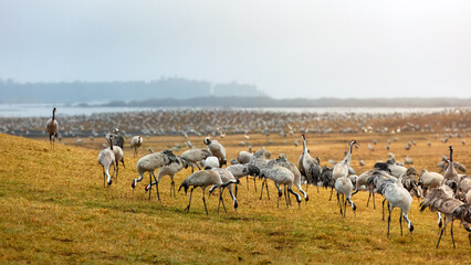 Naklejka premium Early springtime migration of cranes across open fields near Hornborgasjon lake in Sweden, where flocks form a quiet wildlife scene, for birdwatching and migration concepts