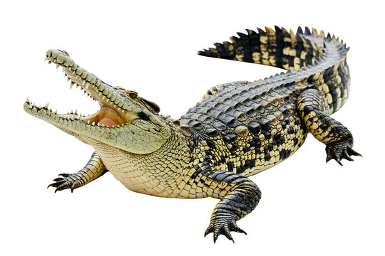 A nile crocodile with its mouth open, isolated on a white background, crocodile