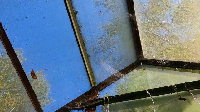 A butterfly inside an old greenhouse is looking for a way out. The orange-brown butterfly repeatedly hits the old glass roof with its rusty frames and stained glass
