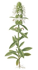 Fototapeta premium White Wintergreen Flower Botanical Illustration on White Background
