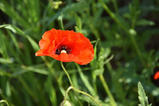 red poppy in a field
