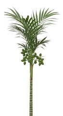 Obraz premium Small Palm Tree with Green Unripe Fruits Isolated on White Background