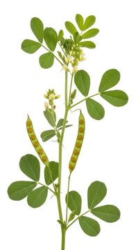 Alfalfa Plant with Green Leaves, Yellow Flowers and Seed Pods Isolated on White