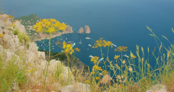 Yellow wildflowers grow on a rocky cliff overlooking iconic Faraglioni sea stacks in Capri Italy