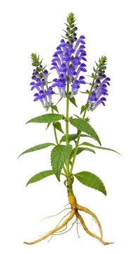 Skullcap Herb Plant with Purple Flowers and Tapioca Root Isolated on White Background