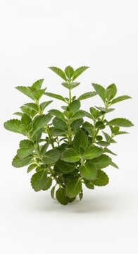 Plectranthus amboinicus plant with green leaves, isolated on white