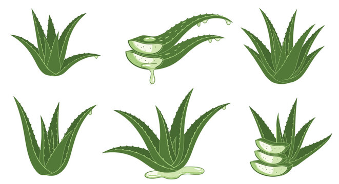 Aloe Vera Illustration Images  Browse 35,856 Stock Photos, Vectors, and  Video | Adobe Stock