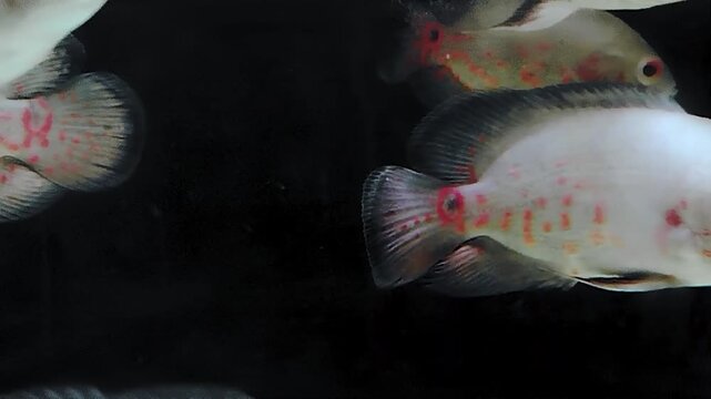 Oscar fish, Astronotus ocellatus. Tropical freshwater fish in aquarium. tiger oscar, velvet cichlid.fish from the cichlid family in tropical South America, most popular cichlids in the aquarium hobby.