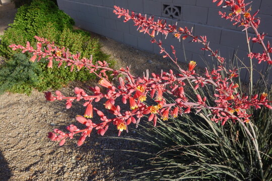 Arizona desert native red yucca or Hesperaloe parviflora with fresh growth of bud stem surrounded by arching narrow fibrous leaves in Phoenix city street xeriscaping