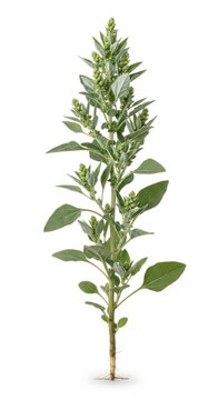 Lambsquarters Weed Plant Isolated on White Background, Chenopodium Album