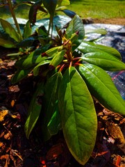 Close-up of rhododendron buds and glossy green leaves in spring sunshine. © Asnyko