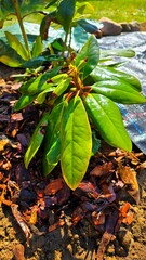 Młody rododendron posadzony w ogrodzie, ściółkowany korą sosnową, wiosenna pielęgnacja roślin © Asnyko