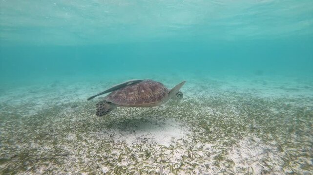 The green sea turtle (Chelonia mydas) with cleane fish is greazing on seagrass. Green sea turtles have a variety of parasites including barnacles, leeches, protozoans, cestodes, and nematodes.