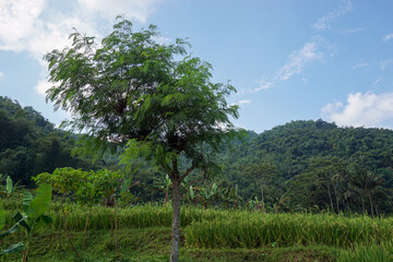 Fototapeta premium A view of lush terraced rice fields at the foot of a hill with a backdrop of forested mountains and a cloudy blue sky. The serene beauty of rural nature and the harmony of traditional farming systems 