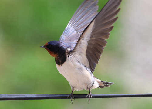 Barn swallow with fully extended wings ready to fly from a wire on a sunny day.