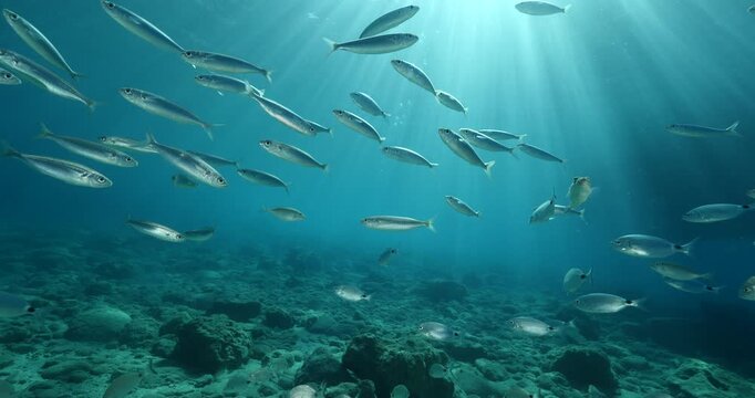 silverside fish school underwater close up fish bait slow ocean scenery  behaviour with sun beams and rays