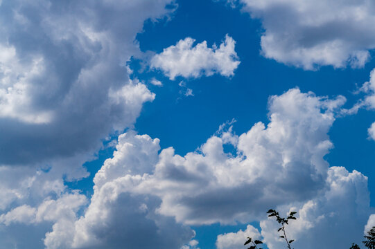 Photo of white clouds on blue sky, edges illuminated by sidelight from left. Weather phenomena, synoptic forecasts. Tree branches with green mulberry leaves are visible in foreground