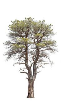 Solitary Pinon Pine Tree Isolated on White Background - Evergreen Cone Bearing Tree