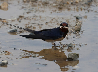 Barn swallow gathering nesting material and straw on a muddy ground with reflection. © Onder