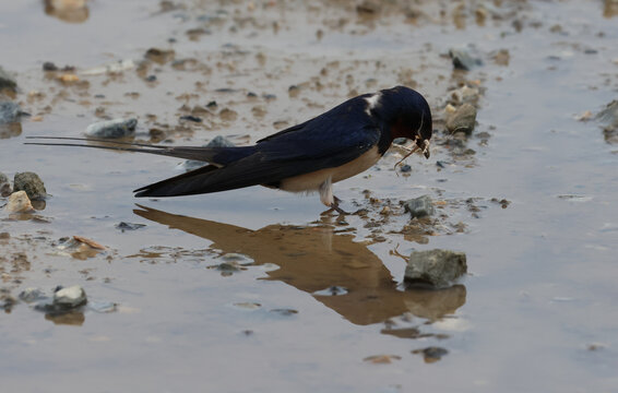 Barn swallow collecting dry grass for nest building on a muddy surface with water reflection.