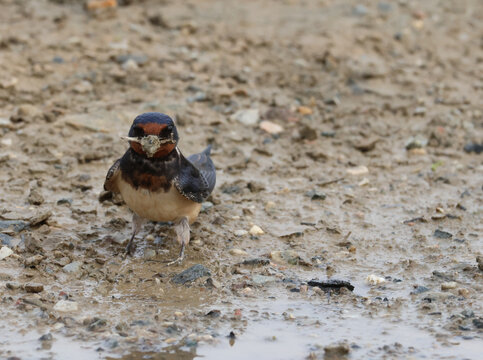 Front view of a barn swallow carrying mud and nesting material in its beak.