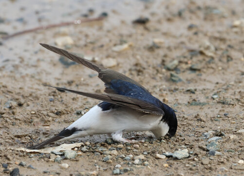Common house martin gathering mud and nesting material from the ground for nest building.