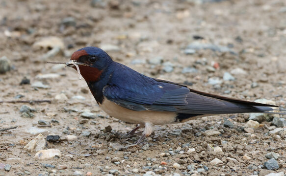 Side profile of a barn swallow carrying nesting material in its beak on the ground.