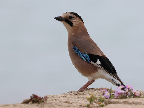 Eurasian jay perched on a rocky ledge with small pink flowers on a clear day.