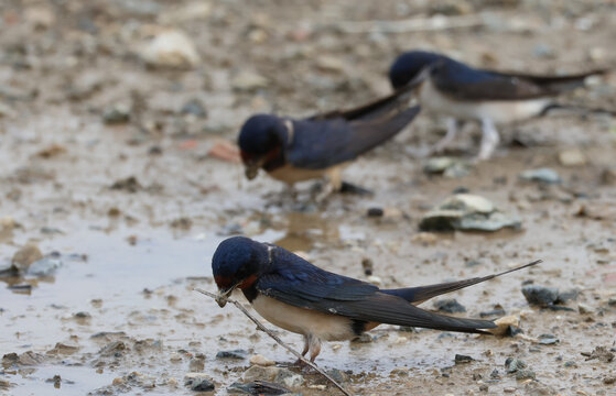 Barn swallow gathering dry twigs for nest building with other birds blurred in background.