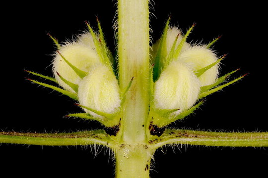 White Dead-Nettle (Lamium album). Budding Verticillaster Closeup