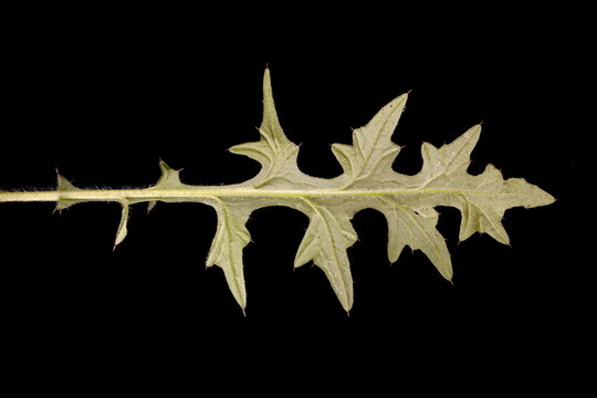 Spear Thistle (Cirsium vulgare). Second-Year Middle Cauline Leaf Closeup